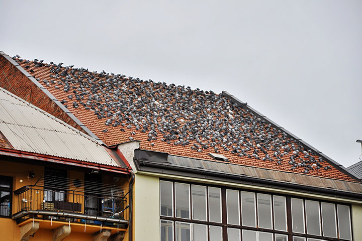 A2B Pest Control are able to install spikes to deter birds from roofs in Maidenhead. 